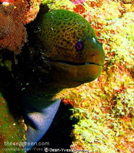 Moray eel Pointe Aux Canoniers,Mauritius by Jean-Yves Bignoux 